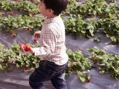 阳光下的甜蜜之旅——探访太阳村爱心草莓采摘点