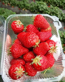 又到草莓成熟时！2019年天津草莓采摘地图大曝光，红艳香甜等你来摘！