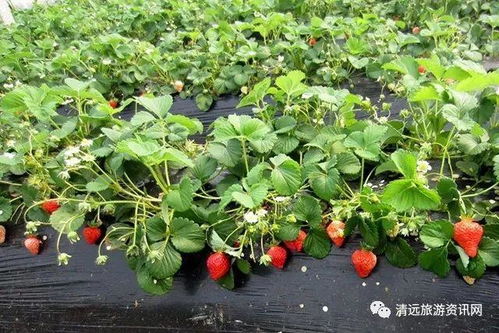 踏春寻莓，共享“莓”好时光——草莓采摘全攻略