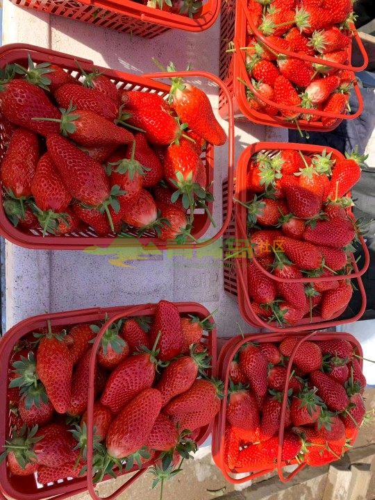 小周末欢乐行，老孙家草莓采摘约起来