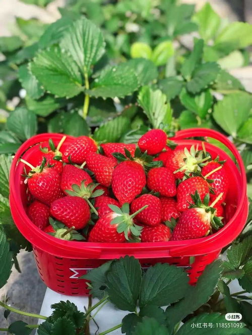 红了！昆明最新草莓采摘地图，建议收藏 ▏FM887关注