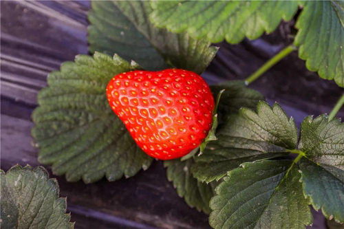 红啦！假日草莓采摘游，约吗？