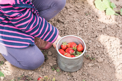 采撷夏日的红宝石 小女孩的草莓采摘记