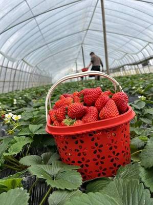 开阳县紫兴街道 人勤春来早 草莓采摘忙