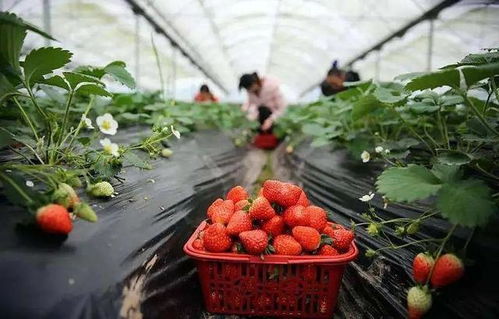 春日限定甜蜜 全城草莓采摘地图指南