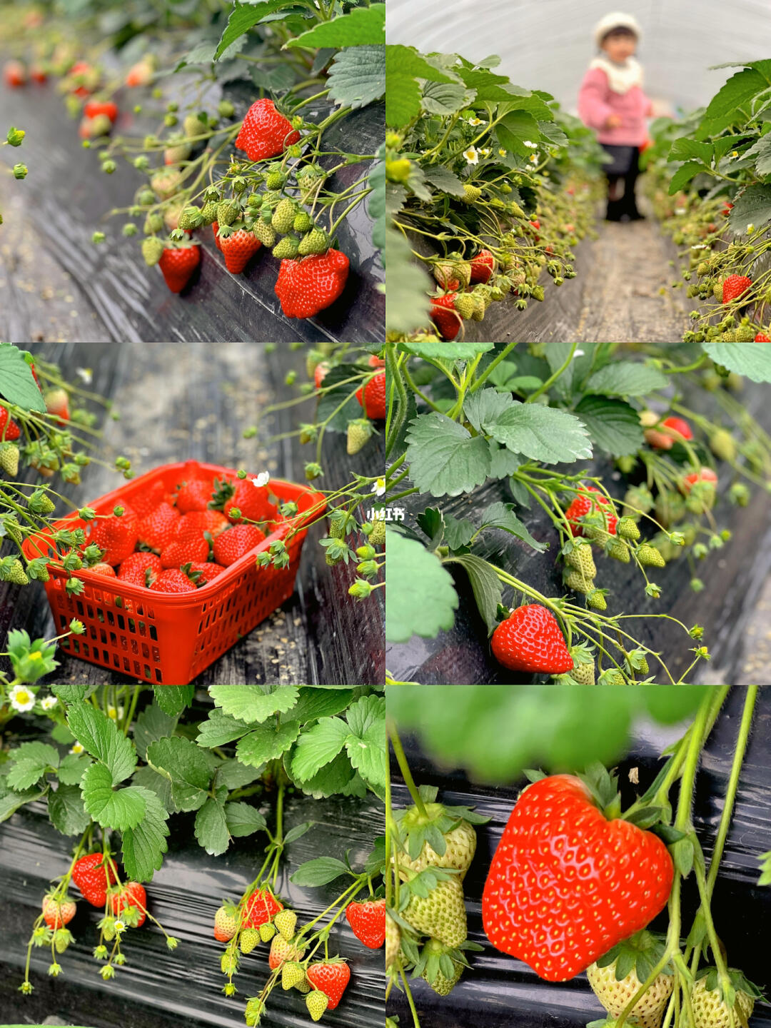 亲子草莓采摘乐 甜蜜的田园时光
