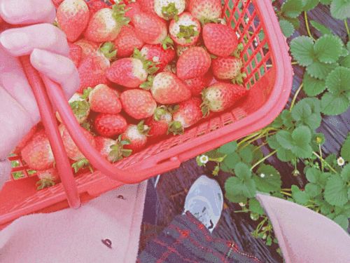 “采摘草莓，赠送桂花树”——一次别开生面的田园营销