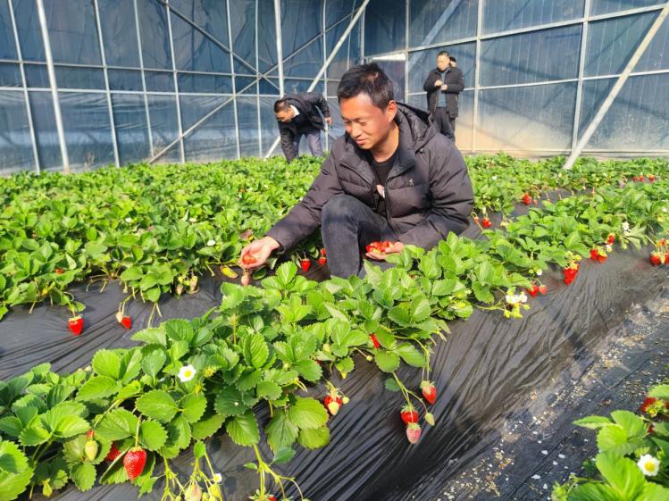 新春走基层 种“好”草莓 过“好”生活——初冬至农庄，探访草莓采摘的甜蜜蜕变